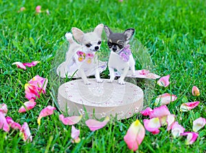 Miniatures of Chihuahua dog