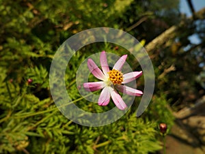 miniflower, pinkflower, litleflower,morning photo
