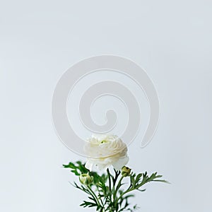 Minimal aesthetic spring seasonal background with white ranunculus flower, soft focused, natural easter floral greeting card image