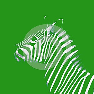 Minimal contemporary art white outline zebra on green backgrund photo