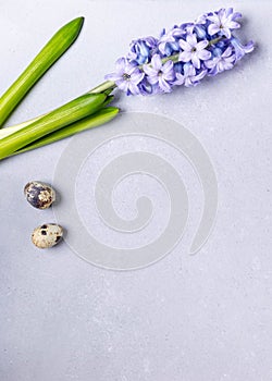 Minimal Easter card. Purple jacinth flower with two quail eggs on light gray. Top view. Copy space.