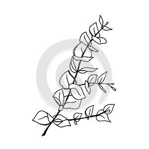 Minimal eucalyptus leaves twig, vector illustration