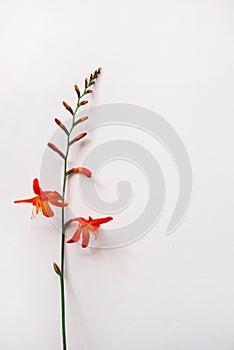 Minimal flat lay of crocosmia flower on a white background. Place for your design, text, etc