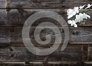 Minimal flat lay of genuine wood background with white orchids