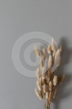 Minimal floral composition from dried flowers from bunny tails Lagurus grass top view and vertical