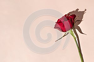 Minimal floral greeting card for Mothers day, Valentine day, birthday or wedding. Single red rose on pastel pink