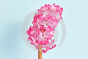 Minimal flower composition. beautiful pink hyacinth on a blue background close-up.