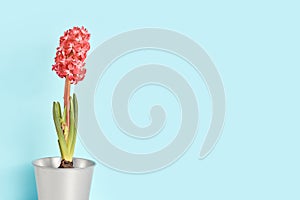 minimal flower composition. beautiful pink hyacinth on a blue background.