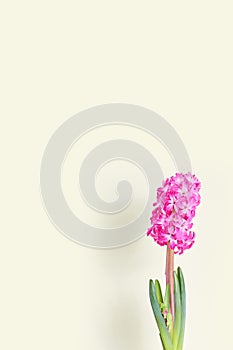 minimal flower composition. beautiful pink hyacinth on a yellow background.