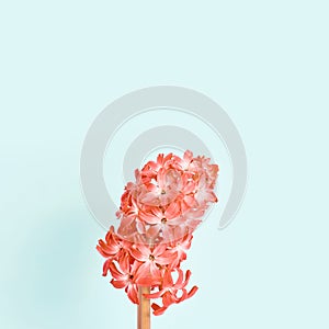 minimal flower composition. beautiful red hyacinth on a blue background close-up.