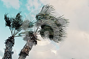 Minimal graphic concept picture of palm trees in strong winds in front of storm clouds photo