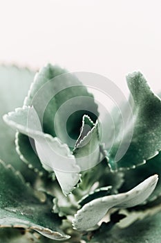 Minimal lifestyle concept, Sharp pointed agave plant leaves,