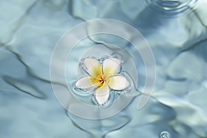 Minimal nature background. frangipani flower in blue water in pool.