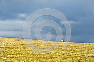 Minimal at Pasul Urdele  - Transalpina