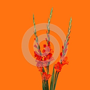 Minimal Red Gladiolus on orange