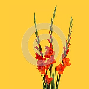 Minimal Red Gladiolus on yellow