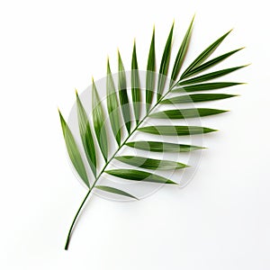 Minimal Retouched Palm Leaf On White Background A Botanical Still Life