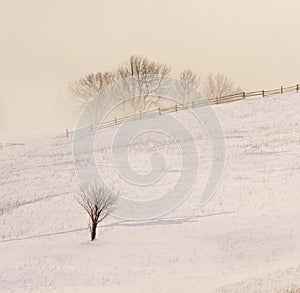 Minimal scenery forest tree in morning mist and snow