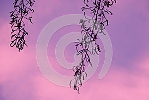 A minimal silhouette seedpods in serene of dawn.