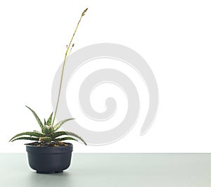 Minimal small pot of haworthia plant with flower against white background