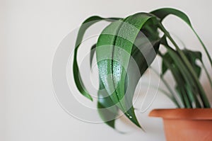 Minimal style design with eucharis home plant with empty copy space for text