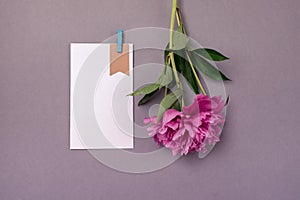Minimal Styled Flat lay with peony flower and white blank with paper clips Mock up top view Horizontal