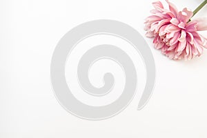 Minimal styled flat lay with pink flower on a white background. Mock up top view isolated on white.