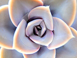 Minimal succulent image. Top view, close view.