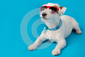 Minimal summer holiday concept, jack russell dog in red sunglasses and with a blue scarf around his neck, lies on a blue