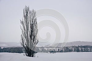 Minimal winter landscape, Ken and Mary tree during snowfall on winter day, copy space, Biei, Hokkaido, Japan