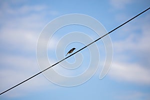 Minimalism bird in the line