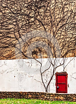 Minimalism. A bright red lonely door on a large old wall covered with ivy