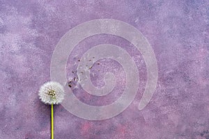 Minimalism, fluffy dandelion with seeds on a beautiful abstract purple background. Copy space, flat lay