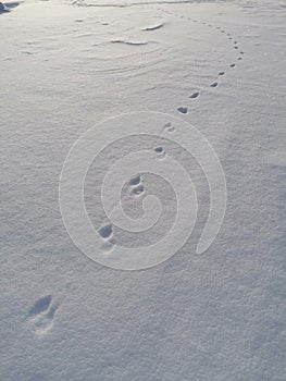 Minimalism Footprints Fox traces winter snow