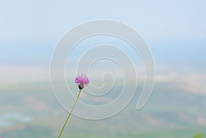 Minimalism, lonely flower of a thistle