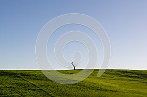 Minimalism, Lonely Tree in Field of Green