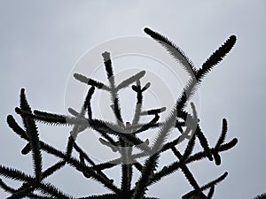 Araukaria, monkey puzzle tree photo