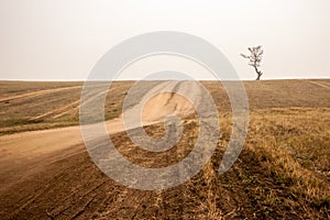 Minimalism. The steppe road goes to the horizon where a lonely tree stands