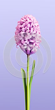 Minimalist 3d Render Of Pink Flower For World-class And Lg Cx Mobile Wallpaper