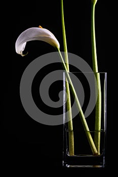 Minimalist arrangement with calla lily flower on black background