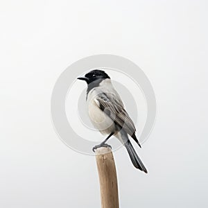 Minimalist Black And White Bird On Wooden Stick