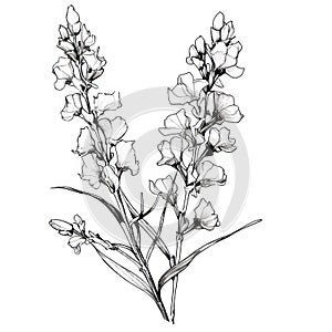 Minimalist Black And White Drawing Of Snapdragon Flowers