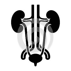 Black And White Human Urinary System Illustration vector