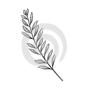 Minimalist Black And White Vector Drawing Of Lavender Leaf