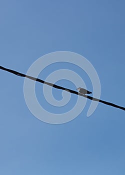 Minimalist composition of spotless starling standing on wire