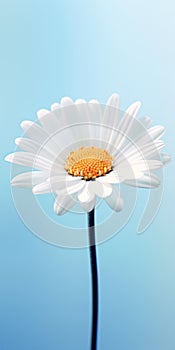 Minimalist Daisy Mobile Wallpaper: Distinctive And Samsung Tu7000