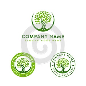 Minimalist elegant oak tree logo / old tree logo / tree of life logo icon vector template