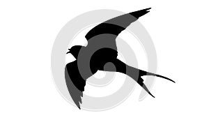 Graceful Silhouette of a Flying Swallow Bird, vector design Generative AI