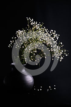 Minimalist floral arrangement with gypsophila flowers on black background