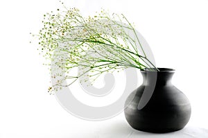 Minimalist floral arrangement with gypsophila flowers on white background